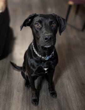Oliver Sudden -  Mixed Breed Dog for Adoption in Lindenhurst, New York - Oliver Sudden | PetCurious