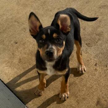 Willeigh 22834 -  Miniature Pinscher and Terrier Dog for Adoption in Minneapolis, Minnesota - Willeigh 22834 | PetCurious