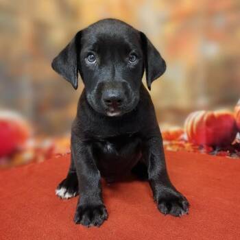 Monster -  Labrador Retriever and Mixed Breed Dog for Adoption in Griswold, Connecticut - Monster | PetCurious