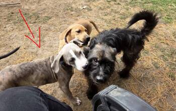 Indie -  Mixed Breed Dog for Adoption in Alma, Michigan - Indie | PetCurious