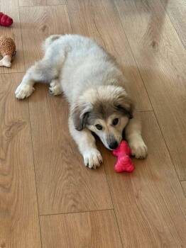 Chou-Chou -  Great Pyrenees and Labrador Retriever Dog for Adoption in West Peoria, Illinois - Chou-Chou | PetCurious
