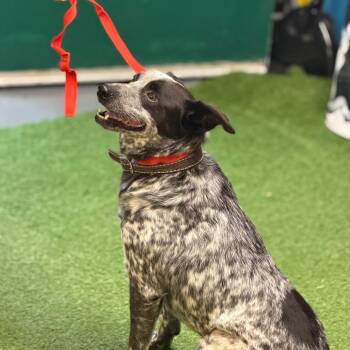 Duolingo -  Australian Cattle Dog Blue Heeler Dog for Adoption in Norman, Oklahoma - Duolingo | PetCurious