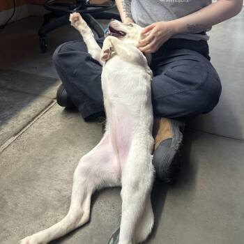 Husky and Mixed Breed Dogs Available for Adoption - Squirrel | PetCurious