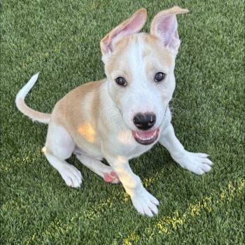 Timmy -  Labrador Retriever Dog for Adoption in Williston, Vermont - Timmy | PetCurious