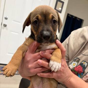 Buddy -  Dachshund and Boxer Dog for Adoption in Reno, Nevada - Buddy | PetCurious