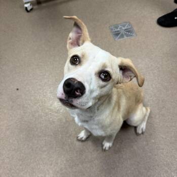 Sunny -  Mixed Breed and Terrier Dog for Adoption in Hinesville, Georgia - Sunny | PetCurious