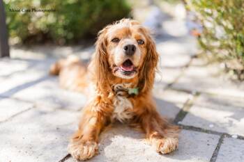 Cocker Spaniel Dogs Available for Adoption in Drumbo, Ontario - Perla | PetCurious