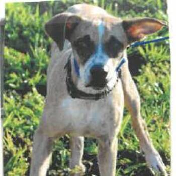 Murphy -  Mixed Breed Dog for Adoption in West Palm Beach, Florida - Murphy | PetCurious