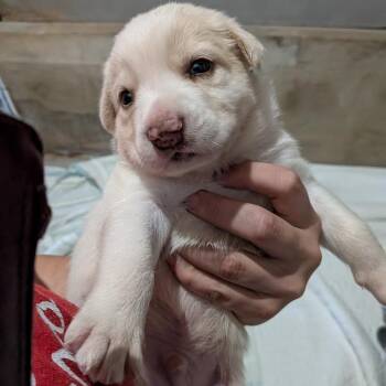 Mixed Breed Dogs Available for Adoption in Leander, Texas - Garth Brooks | PetCurious