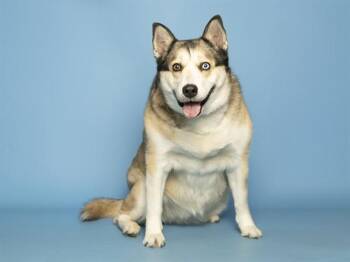 Husky and Mixed Breed Dogs Available for Adoption - SUKI | PetCurious