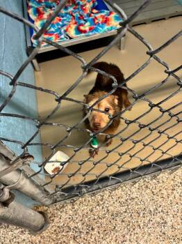 Terrier and Mixed Breed Dogs Available for Adoption - Bently | PetCurious