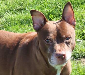Rescue Pit Bull Terrier and Labrador Retriever Dogs for Adoption in Euclid, Ohio - Bart | PetCurious