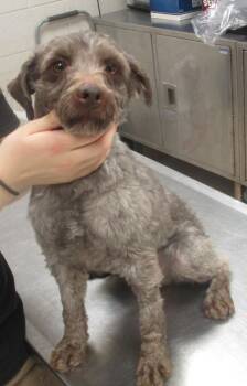 Schnauzer Dogs Available for Adoption - Jacob(319) | PetCurious