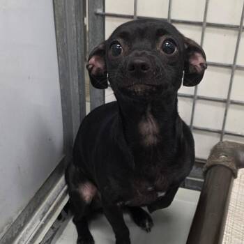 Chihuahua Dogs Available for Adoption in Chico, California - SYLVIE | PetCurious