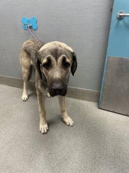 CAPT HILLER -  German Shepherd Dog Dog for Adoption in Las Vegas, Nevada - CAPT HILLER | PetCurious