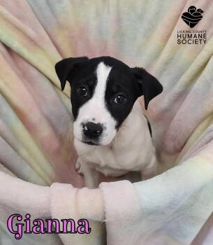 Border Collie Dogs Available for Adoption - Gianna | PetCurious