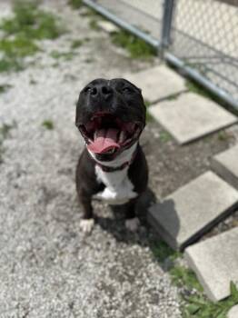 Boss -  Pit Bull Terrier Dog for Adoption in Bowling Green, Ohio - Boss | PetCurious
