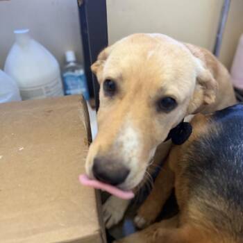 Mixed Breed Dogs Available for Adoption in Corinth, Mississippi - Bee | PetCurious