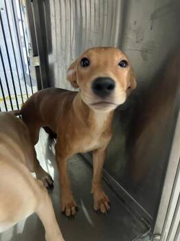 LORI -  Mixed Breed Dog for Adoption in Dallas, Texas - LORI | PetCurious