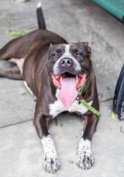 Fresca -  Mixed Breed Dog for Adoption in Chamblee, Georgia - Fresca | PetCurious