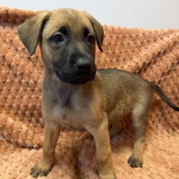 Princess Tiana -  Mixed Breed Dog for Adoption in Janesville, Wisconsin - Princess Tiana | PetCurious
