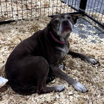 Pit Bull Terrier Dogs Available for Adoption - Sophie | PetCurious