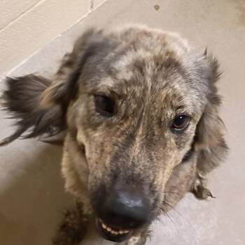 Bear -  Shepherd Dog for Adoption in Palestine, Texas - Bear | PetCurious
