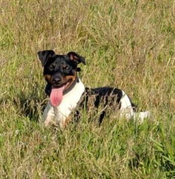 Lloyd -  Jack Russell Terrier Dog for Adoption in Goldendale, Washington - Lloyd | PetCurious