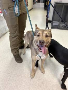 Carolina Dog Dogs Available for Adoption - DANA | PetCurious