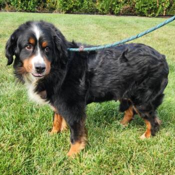 Lavender -  Bernese Mountain Dog Dog for Adoption in Fort Wayne, Indiana - Lavender | PetCurious