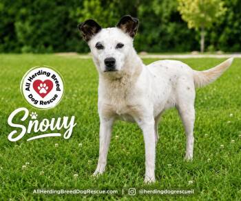 Snowy -  Australian Cattle Dog Blue Heeler Dog for Adoption in Joliet, Illinois - Snowy | PetCurious