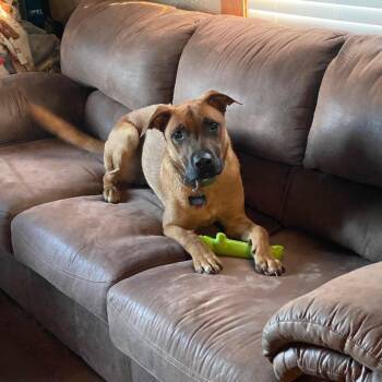 Mastiff Dogs Available for Adoption - Lennon | PetCurious