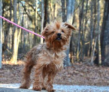 Silky Terrier Dogs Available for Adoption - Sissy And Trixie | PetCurious