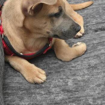 Lily -  Mixed Breed Dog for Adoption in Bellmawr, New Jersey - Lily | PetCurious