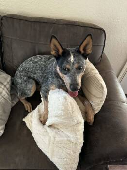 Australian Cattle Dog Blue Heeler Dogs Available for Adoption in Sadler, Texas - Bluey | PetCurious