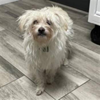 JEANIE -  Poodle Dog for Adoption in Redlands, California - JEANIE | PetCurious