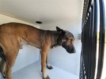 A661043 -  German Shepherd Dog and Mixed Breed Dog for Adoption in Houston, Texas - A661043 | PetCurious