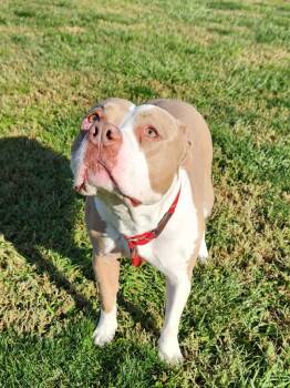 Rescue Pit Bull Terrier Dogs for Adoption in Kennewick, Washington - Sweet Baby | PetCurious