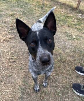 Rescue Australian Cattle Dog Blue Heeler and Mixed Breed Dogs for Adoption in Fort Worth, Texas - Miley | PetCurious