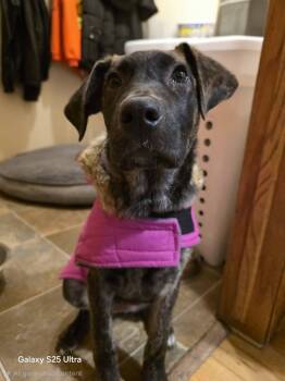 Dutch Shepherd and German Shepherd Dog Dogs Available for Adoption - Ladybug The Mixed Breed Puppy | PetCurious