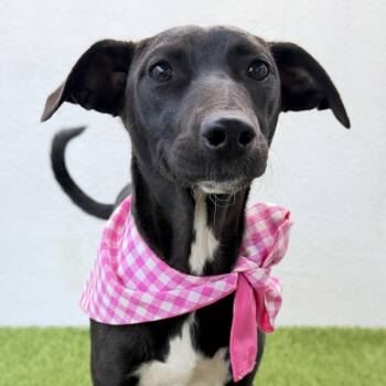 IRENE -  Chihuahua and Rat Terrier Dog for Adoption in San Diego, California - IRENE | PetCurious