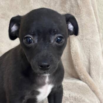 Bellatrix -  Mixed Breed Dog for Adoption in Medford, Oregon - Bellatrix | PetCurious