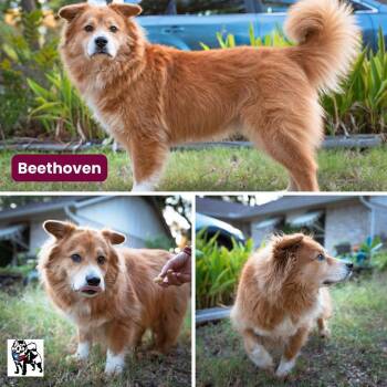 Beethoven fka Lobo -  Chow Chow and Australian Shepherd Dog for Adoption in Houston, Texas - Beethoven Fka Lobo | PetCurious