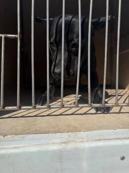 Terrier and Mixed Breed Dogs Available for Adoption - A471213 | PetCurious