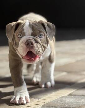 English Bulldog Dogs Available for Adoption in Valrico, Florida - Jovi | PetCurious