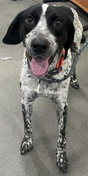 German Shorthaired Pointer Dogs Available for Adoption - FRITZ | PetCurious