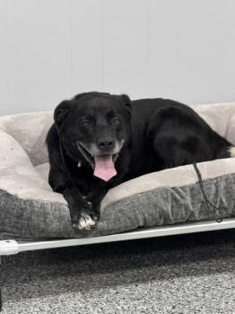 Marley -  Black Labrador Retriever Dog for Adoption in Bryan, Ohio - Marley | PetCurious