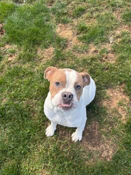 Rescue Bull Terrier and Hound Dogs for Adoption in Findlay, Ohio - June | PetCurious