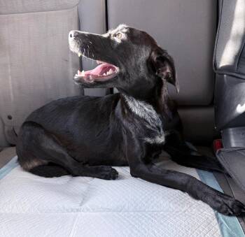 Black Labrador Retriever and Jack Russell Terrier Dogs Available for Adoption - Luna - The Street Dog Turned Soul Dog | PetCurious