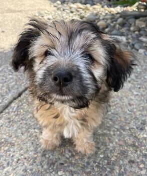Terrier Dogs Available for Adoption in Woodside, California - Oatmeal (Cookie Litter) | PetCurious